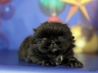 Pekingese dogs AKC DNA OFA Pablo - Ad 1