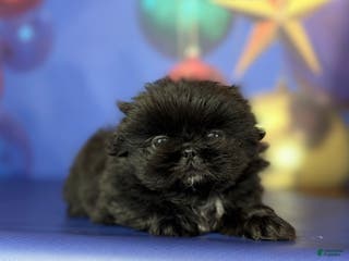 Pekingese dogs AKC DNA OFA Pablo - Ad 1