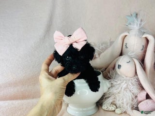 Toy Poodle dogs - Ad 34