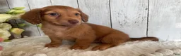Miniature Dachshund dogs for sale: Lynn - Ad 4