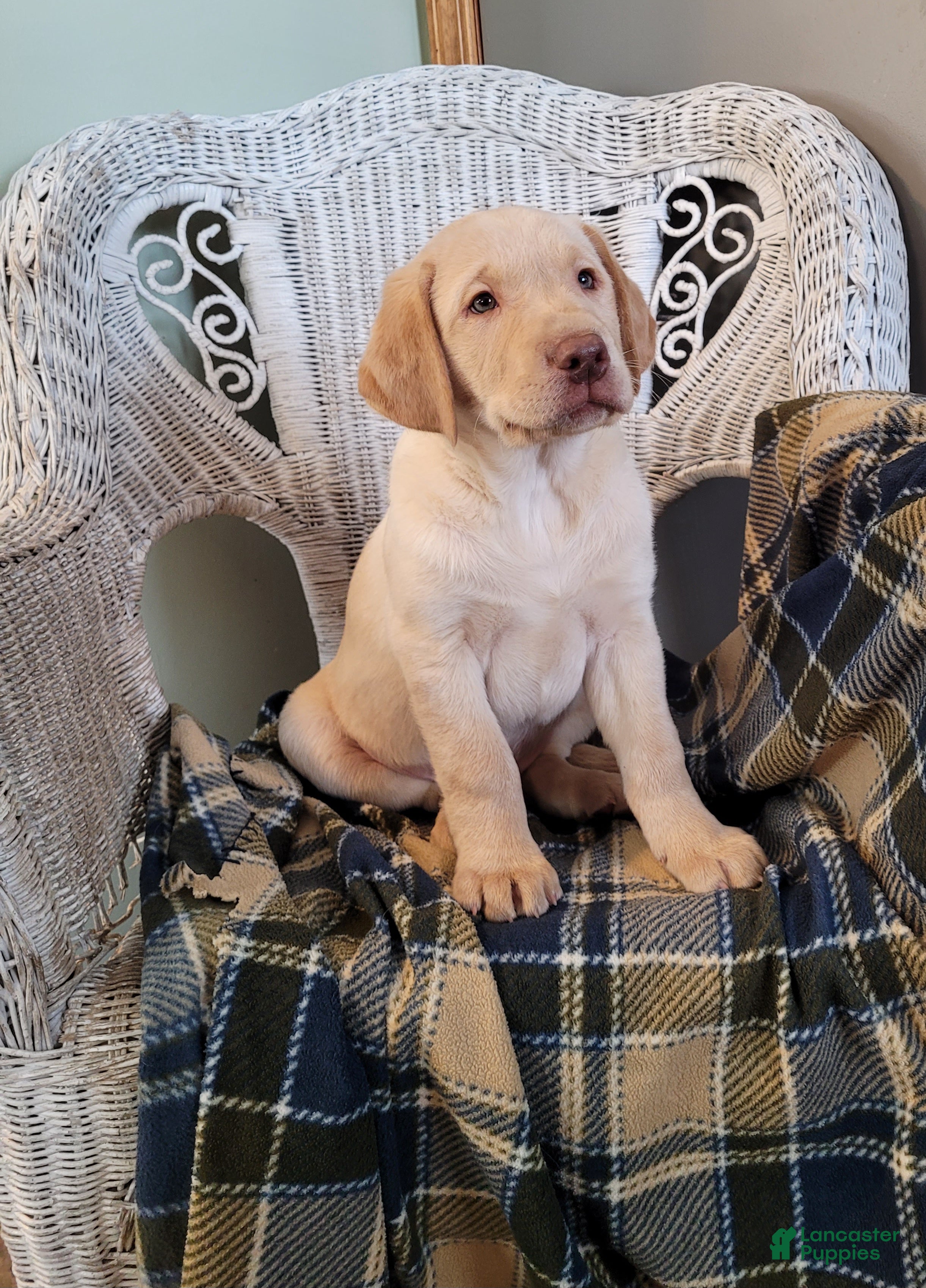 Labrador Retriever dogs Ranger  - Ad 2