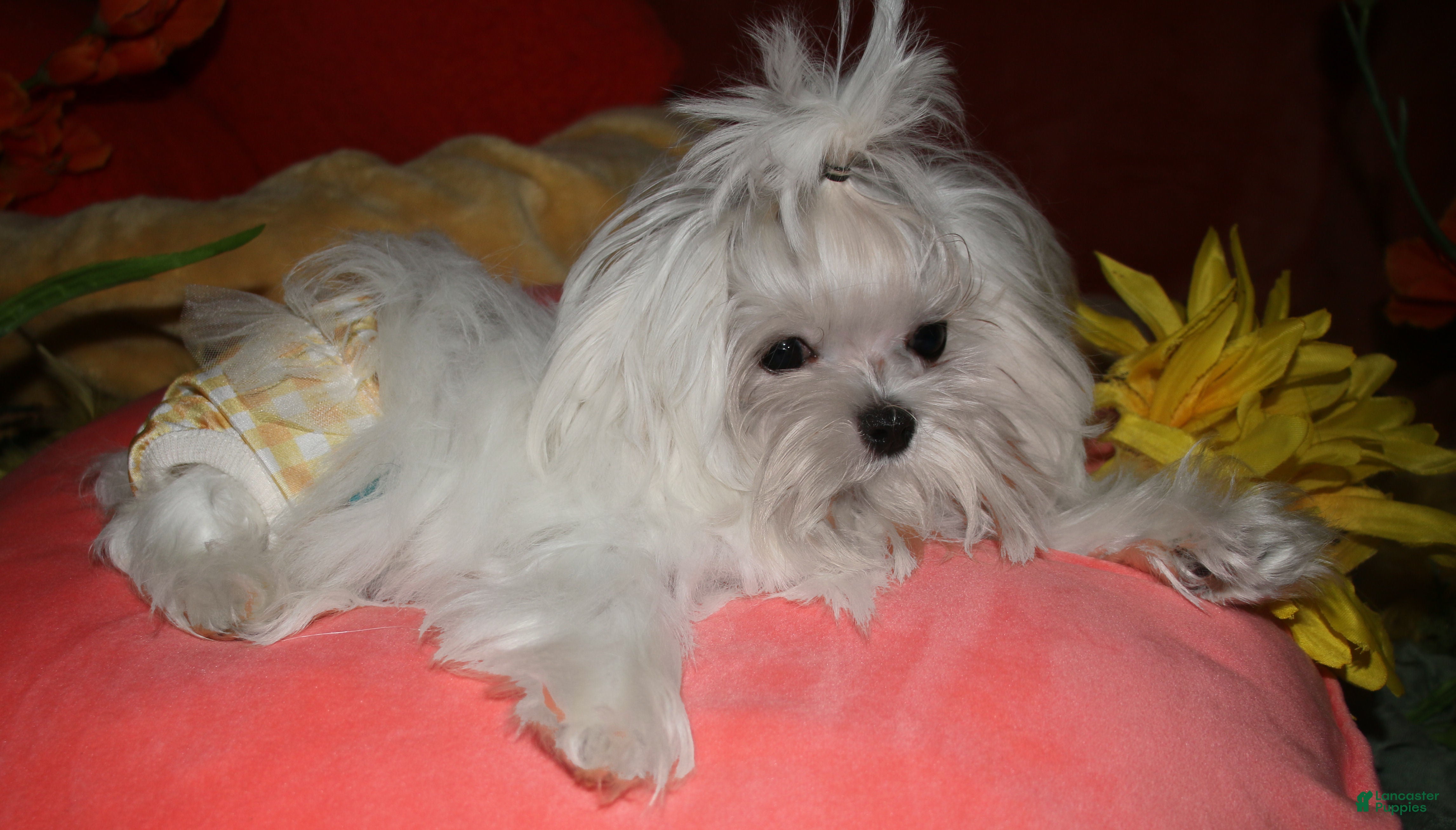 Maltese dogs Maci - Ad 1