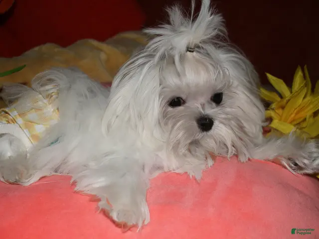 Maltese dogs Maci - Ad 1