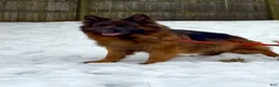 German Shepherd dogs for sale: Xena - Ad 12