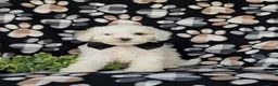 Cockapoo dogs for sale: Bronson Hypoallergenic - Ad 4