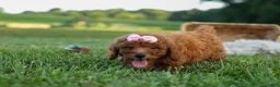 Miniature Poodle dogs for sale:  Dixie 🎀🐶 - Ad 3