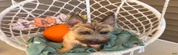 Cairn Terrier dogs for sale: Johnny  - Ad 6
