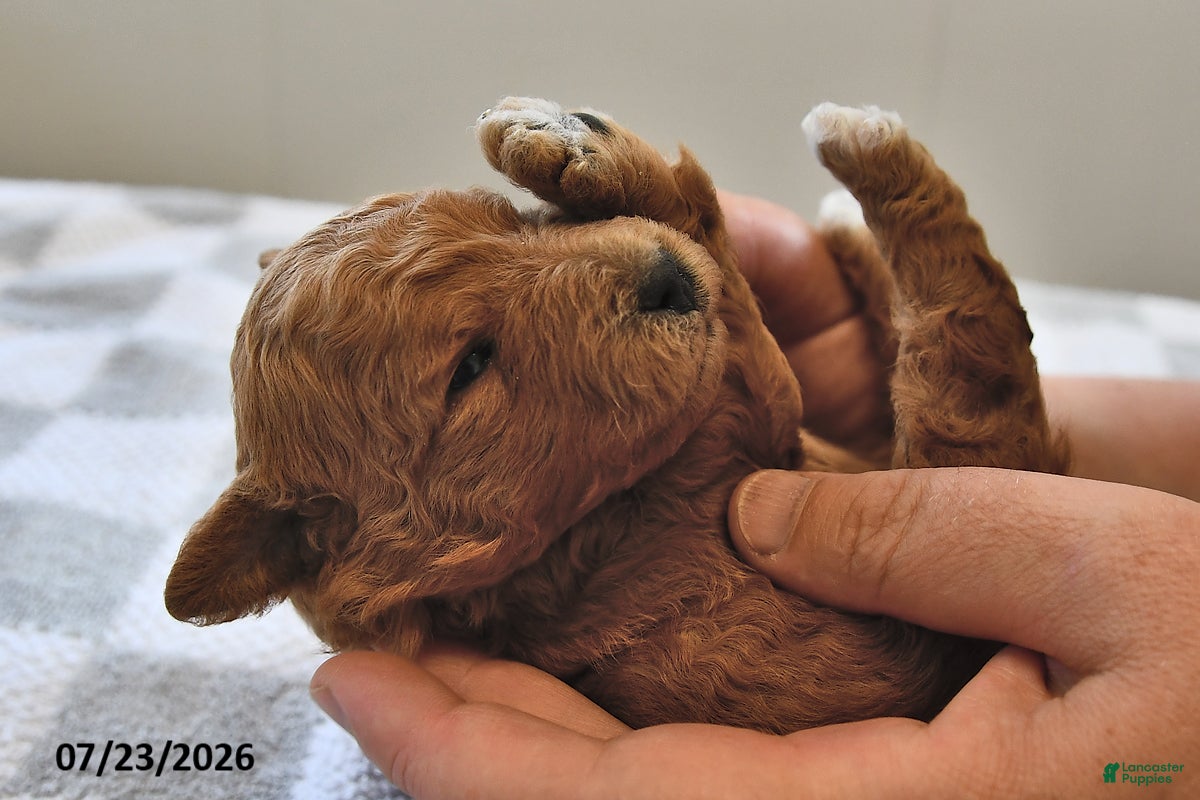 Mini Goldendoodle dogs Bella   - Ad 1