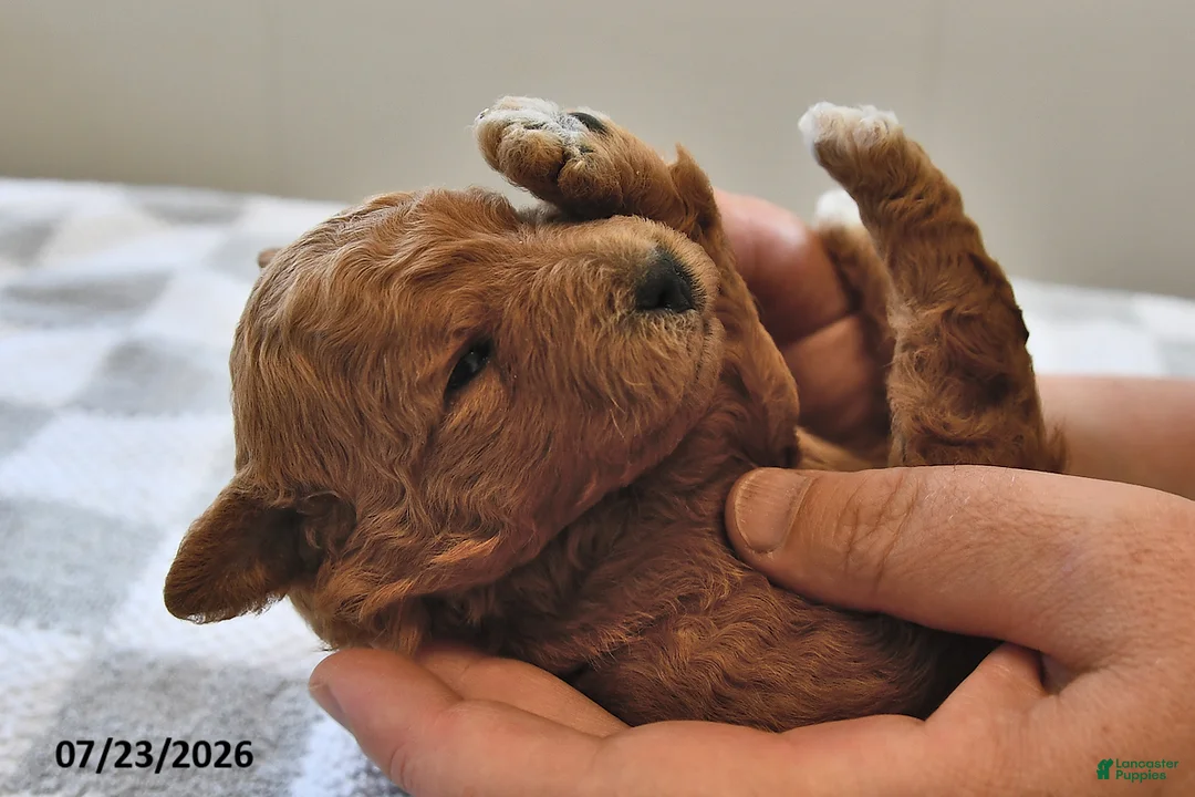 Mini Goldendoodle dogs for sale: Bella   - Ad 1