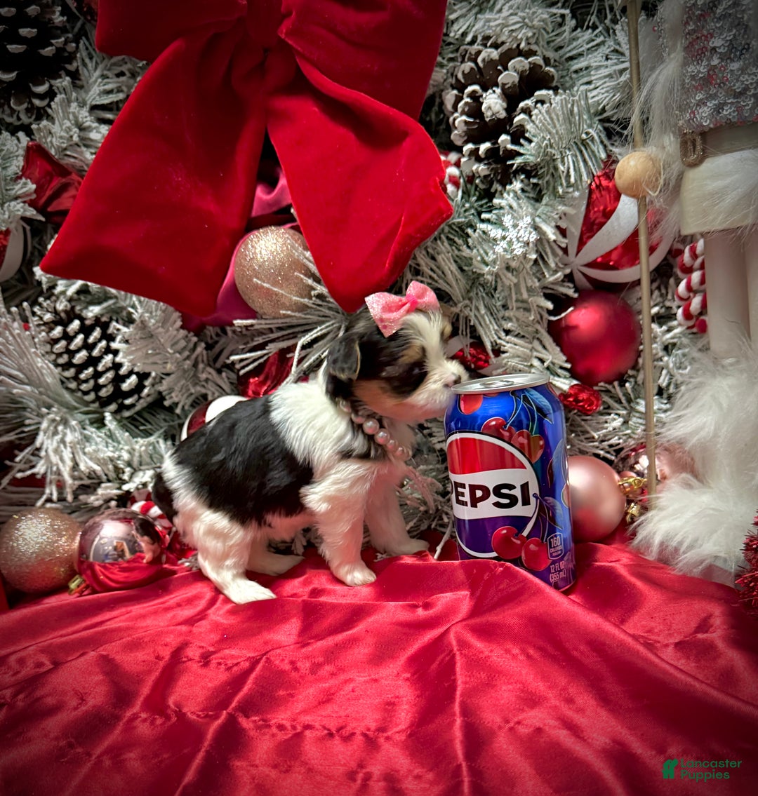 Yorkshire Terrier dogs for sale: Dot - Ad 16