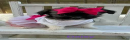 Chihuahua dogs for sale: Chihuahua Puppy 3 - Ad 6