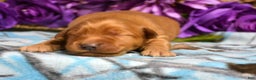 Golden Retriever dogs for sale: Golden Retriever Puppy 6 Gabby - Ad 2