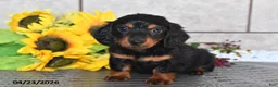 Miniature Dachshund dogs for sale: Otis - Ad 4