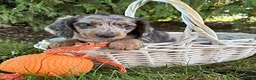 Dachshund dogs for sale: Skye - Ad 3