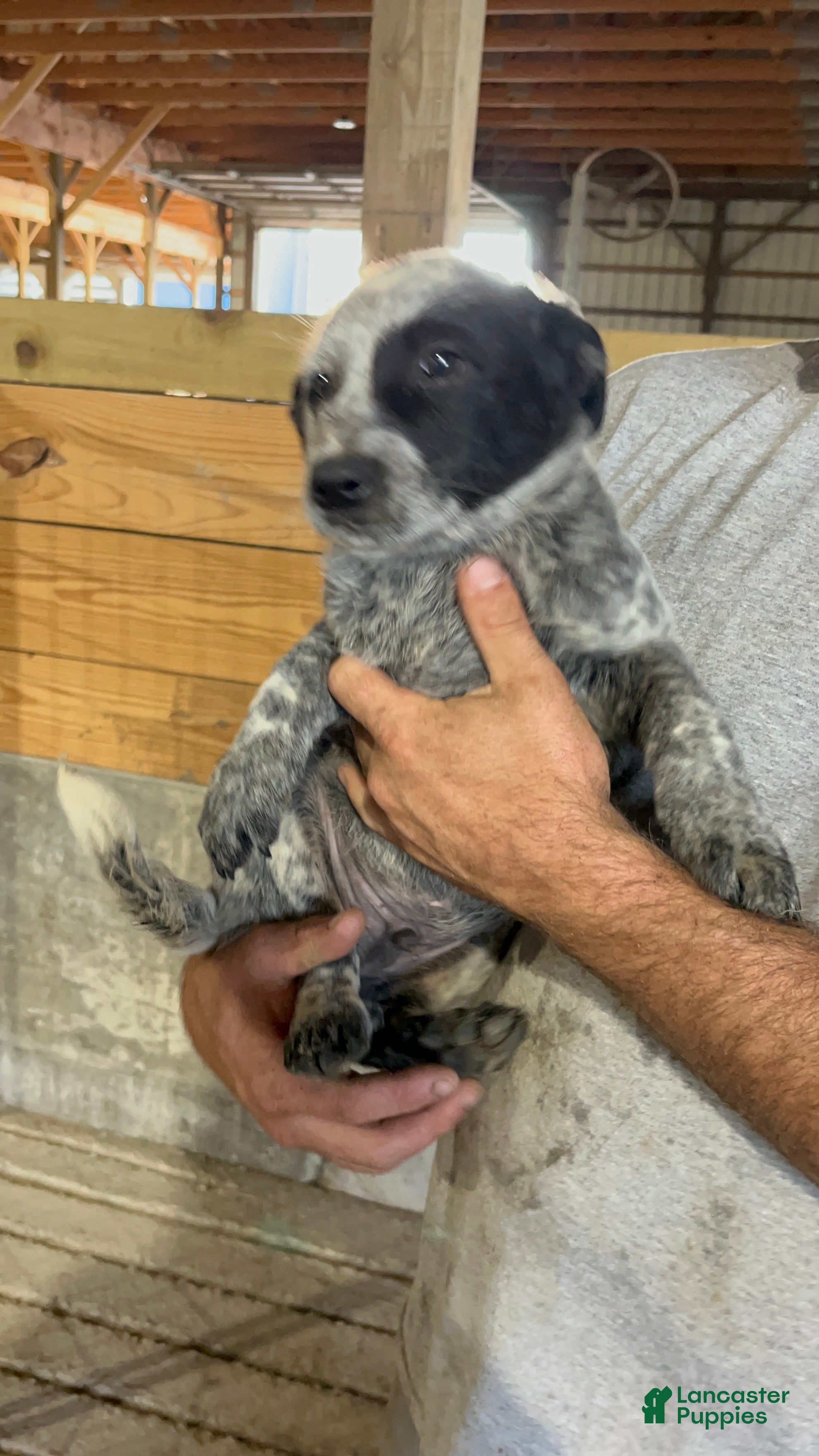 Australian Cattle Dog dogs Jasper - Ad 40