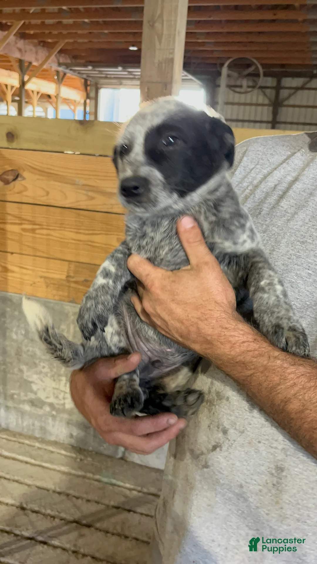 Australian Cattle Dog dogs for sale: Jasper - Ad 1