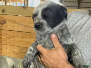 Australian Cattle Dog dogs Jasper - Ad 31