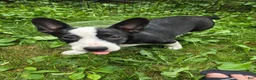 Mixed Breed dogs for sale: Barq's  - Ad 2