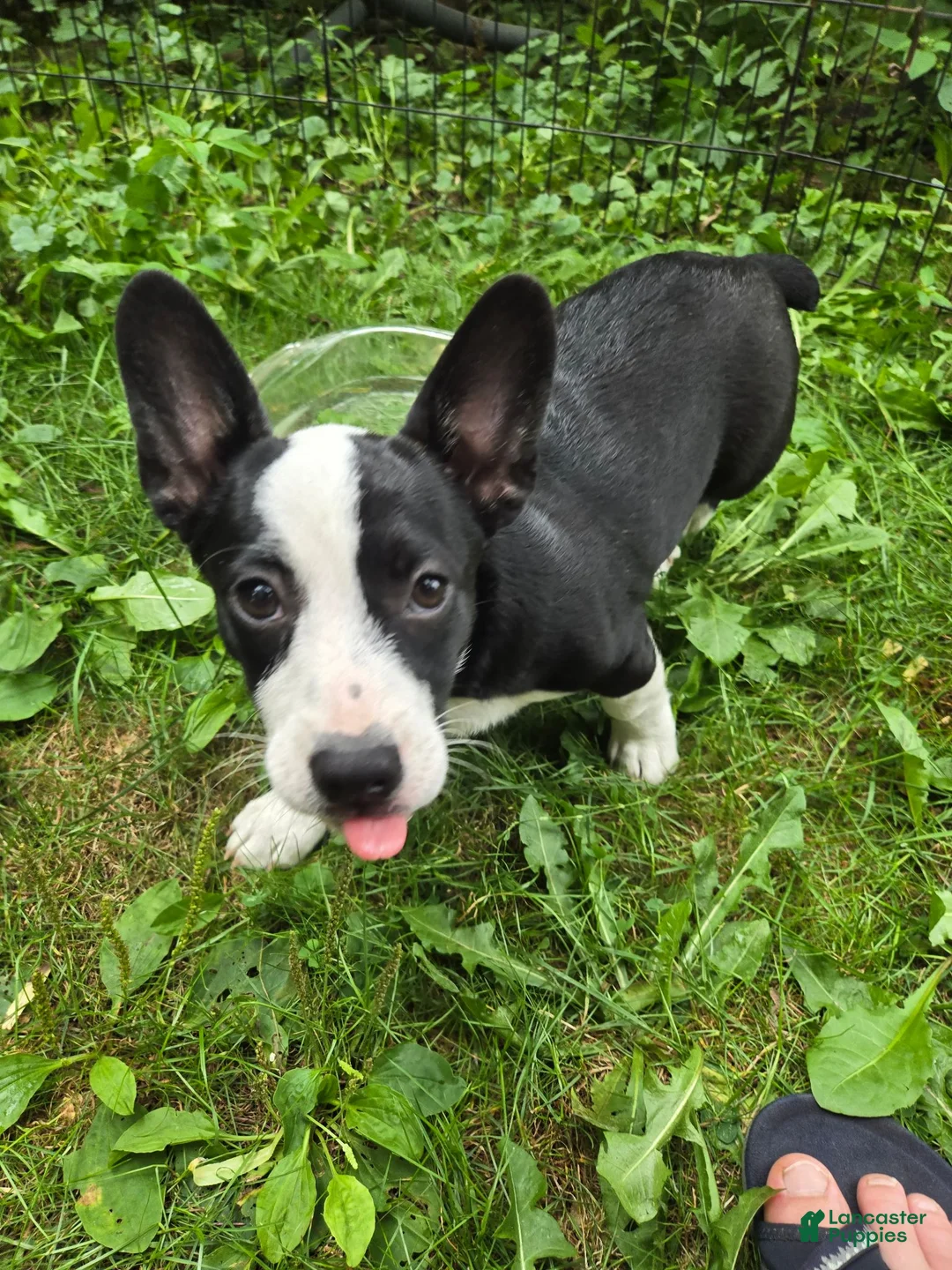 Mixed Breed dogs for sale: Barq's  - Ad 2
