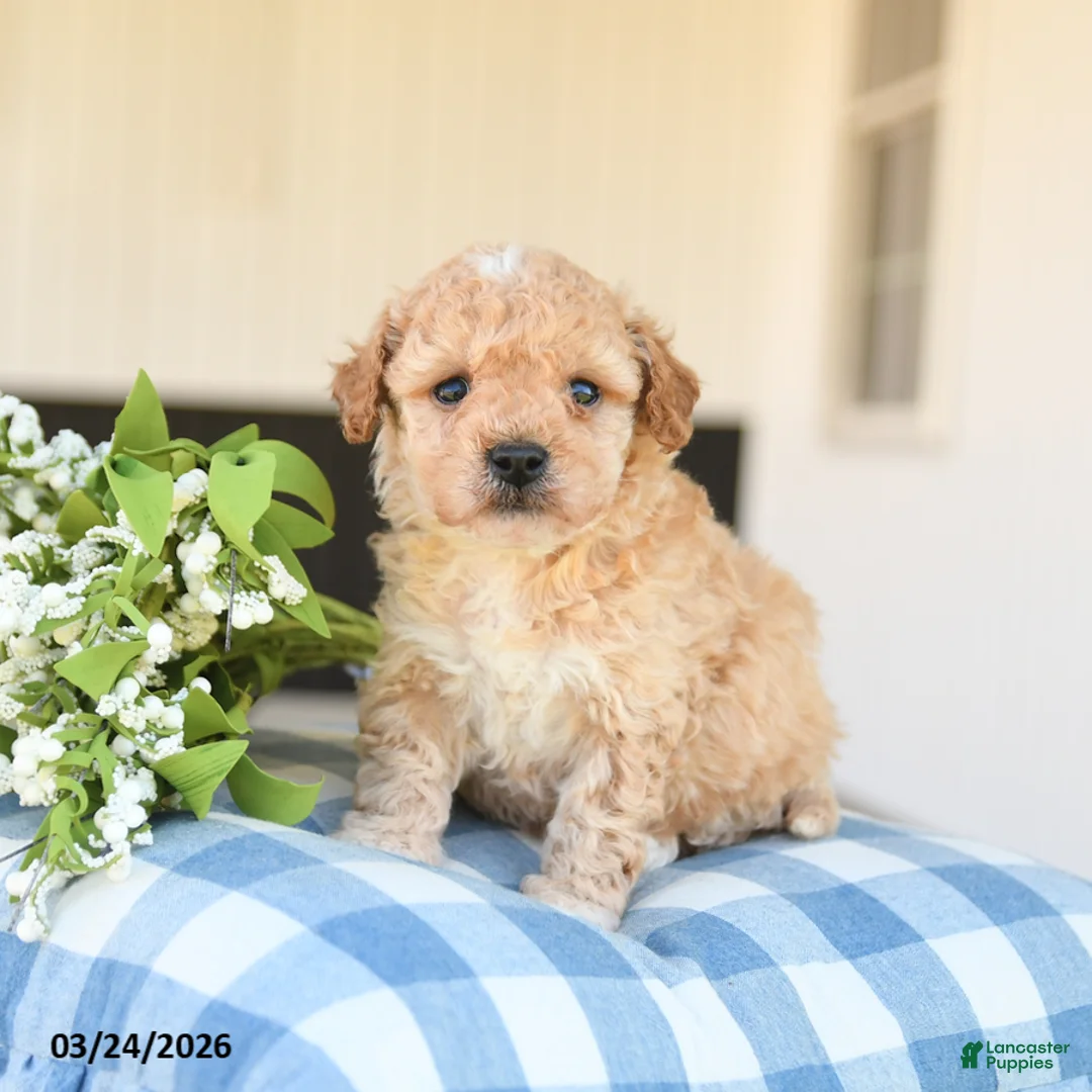 Mini Goldendoodle dogs for sale: Lucy - Ad 2