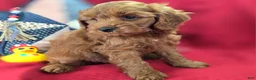Cockapoo dogs for sale: Milan - Ad 2
