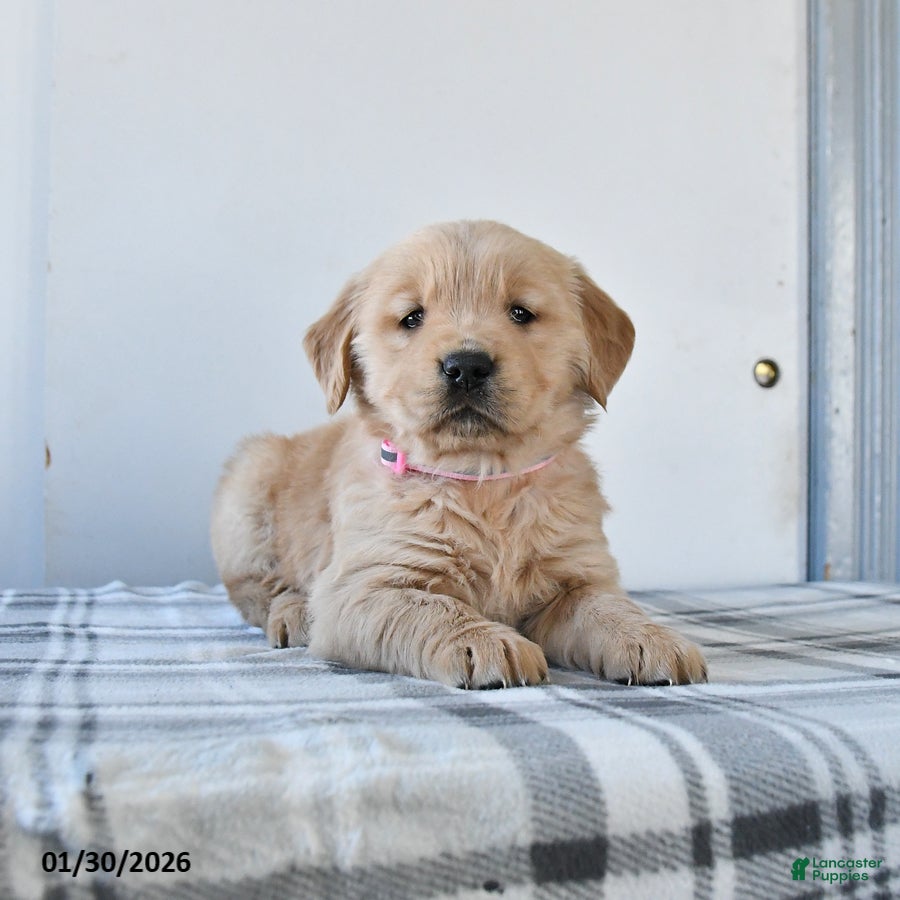 Golden Retriever dogs Royal - Ad 6