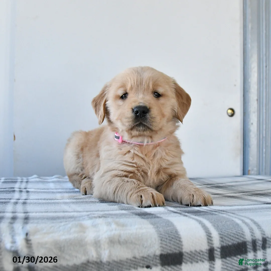 Golden Retriever dogs for sale: Royal - Ad 1