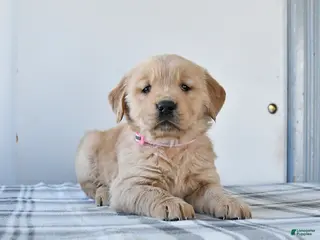 Golden Retriever dogs Royal - Ad 6