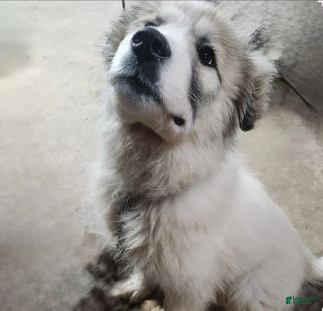 Gallery Image {{count}}