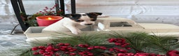 Toy Fox Terrier dogs for sale: Taffy - Ad 3