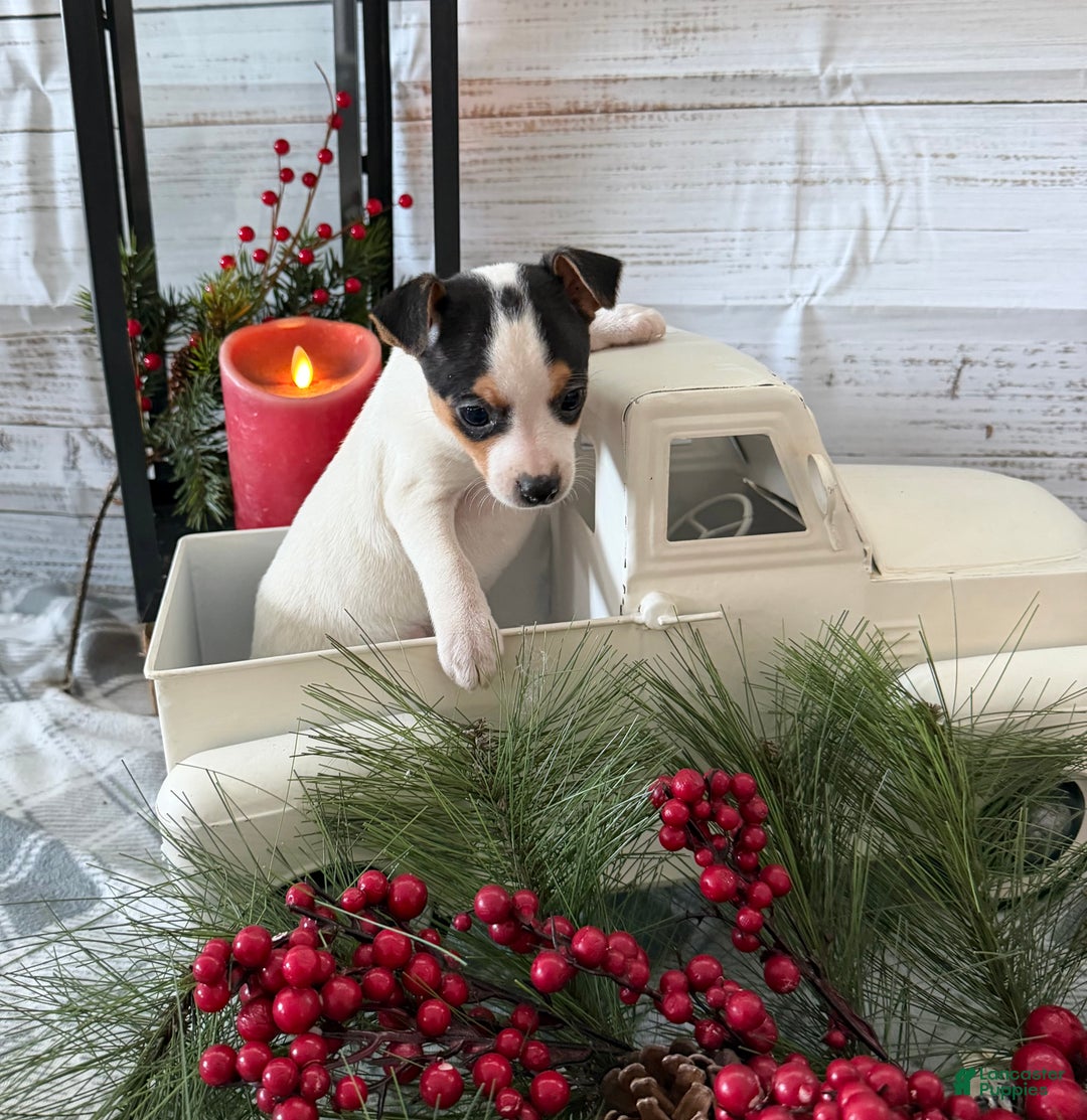 Toy Fox Terrier dogs for sale: Taffy - Ad 3