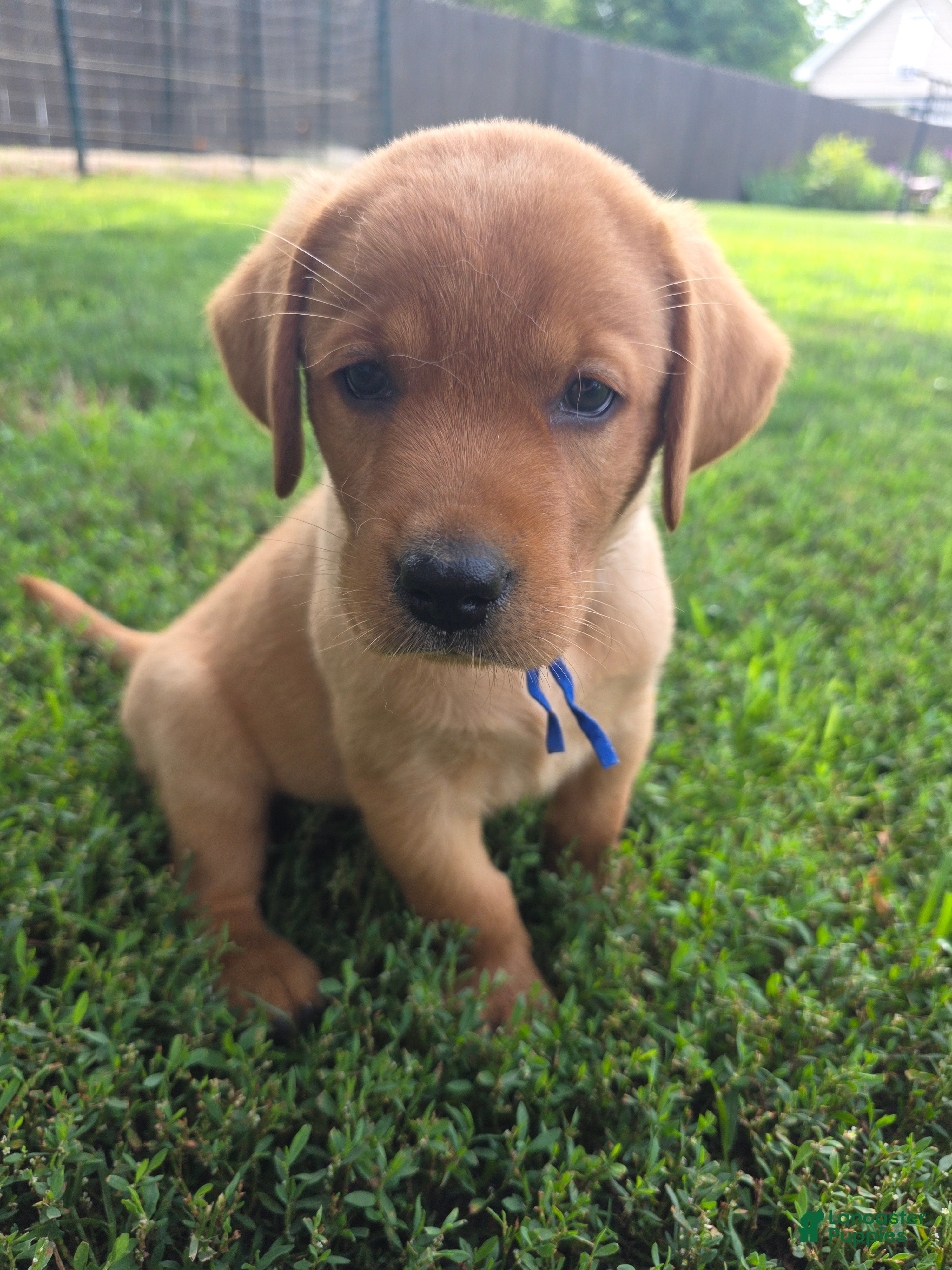 Labrador Retriever dogs Harris 💙 Fox Red English Lab  - Ad 1