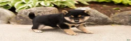 Shiba Inu dogs for sale: Miles - Ad 3