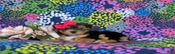 Shorkie dogs for sale: Midge Hypoallergenic - Ad 5