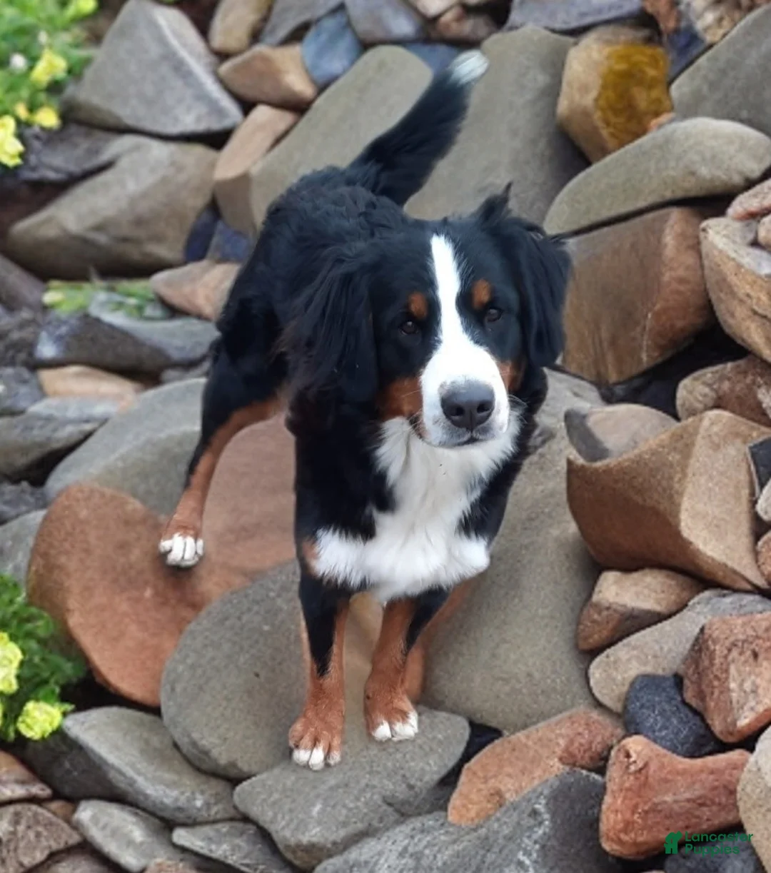 Bernedoodle dogs for sale: Sadie - Ad 6