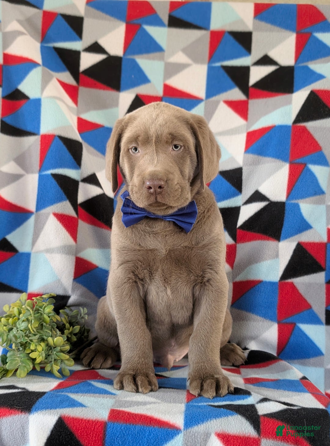 Labrador Retriever dogs for sale: Colton AKC Silver Lab - Ad 4
