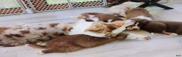 Australian Shepherd dogs for sale: Cliff - Ad 7