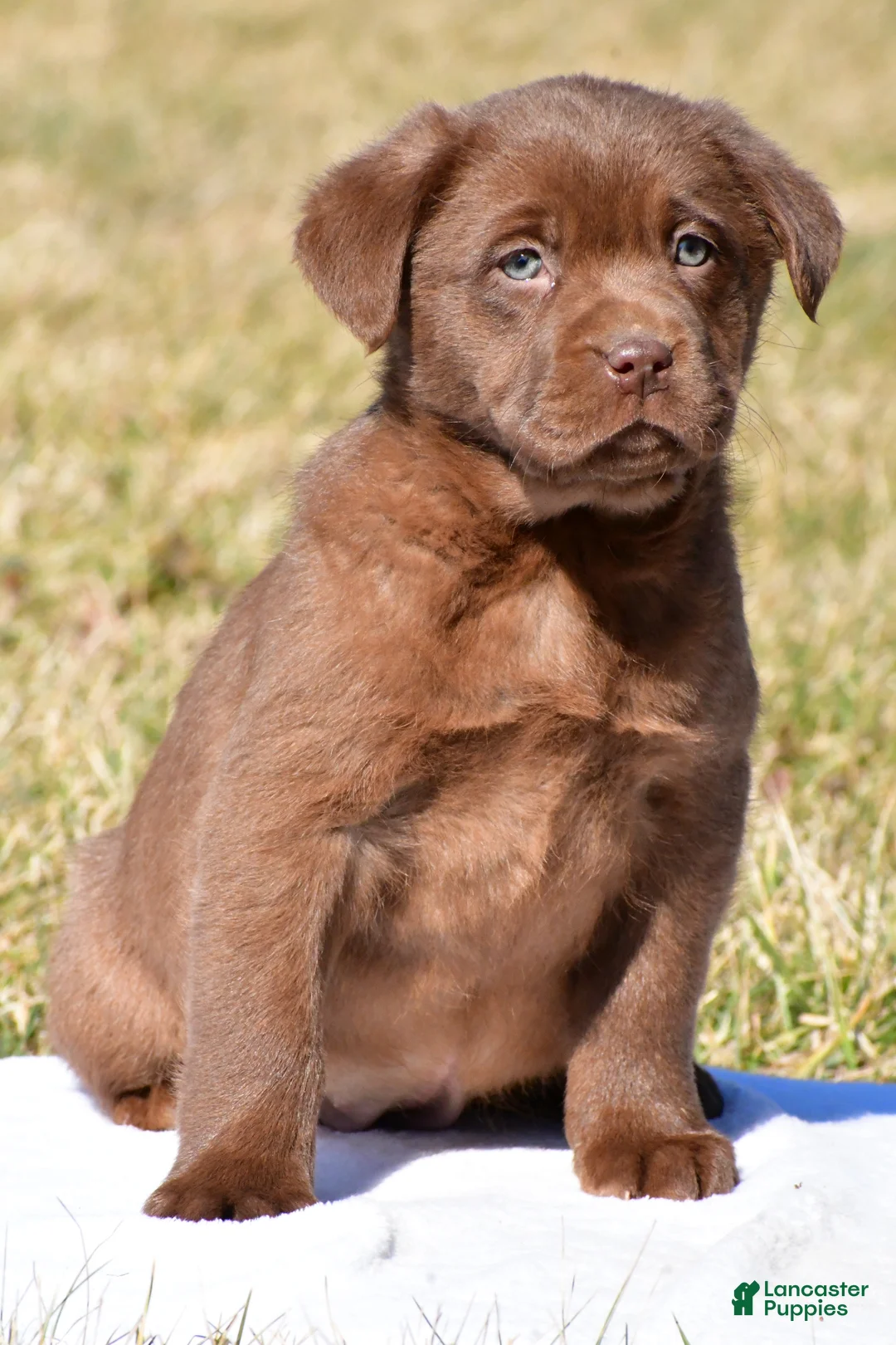 Labrador Retriever dogs for sale: Jessa - Ad 1