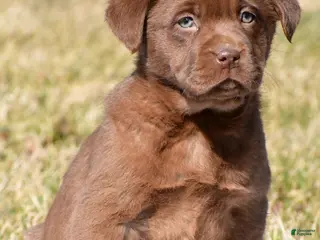 Labrador Retriever dogs for sale: Jessa - Ad 2