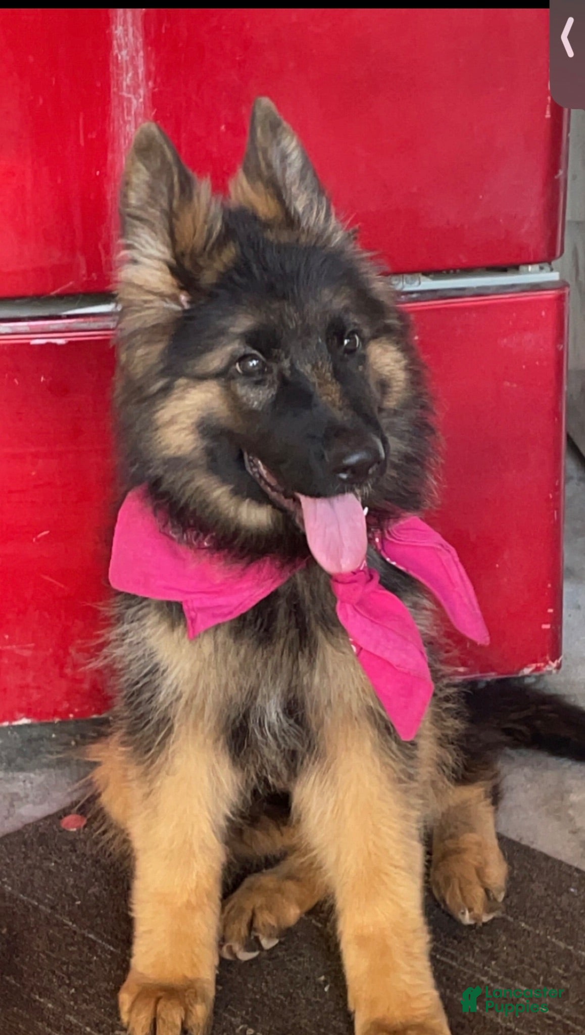 German Shepherd dogs German Shepherd 1 - Ad 27