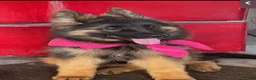 German Shepherd dogs for sale: German Shepherd 1 - Ad 1