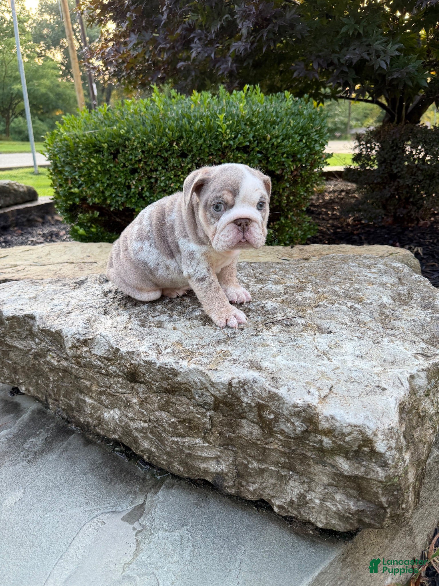 English Bulldog dogs Maverick - Ad 2