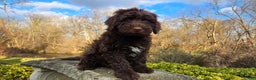 Portuguese Water Dog dogs for sale: Toby - Ad 6
