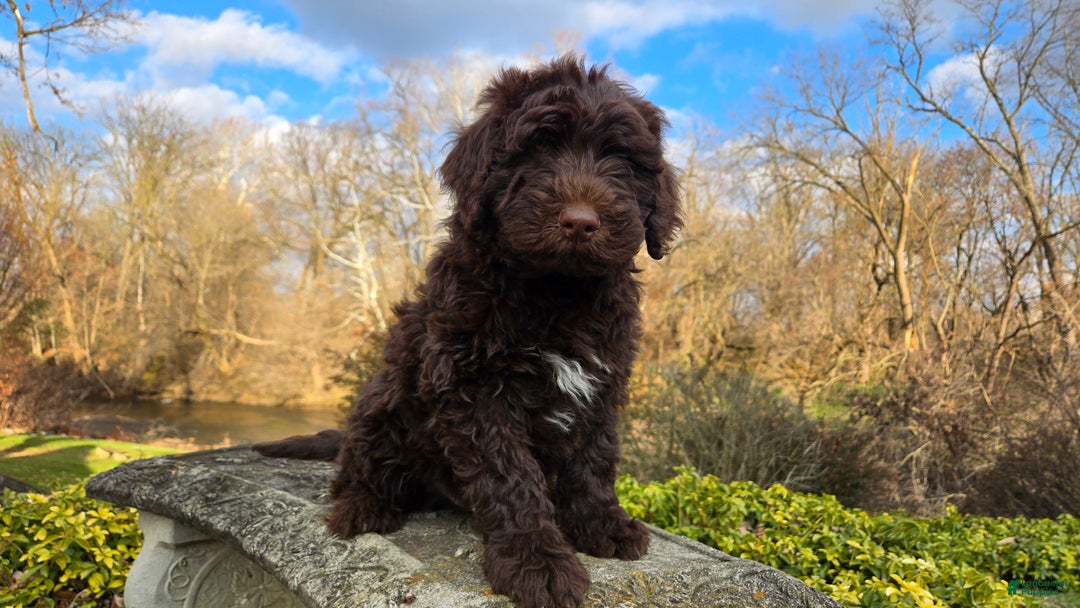 Portuguese Water Dog dogs for sale: Toby - Ad 6