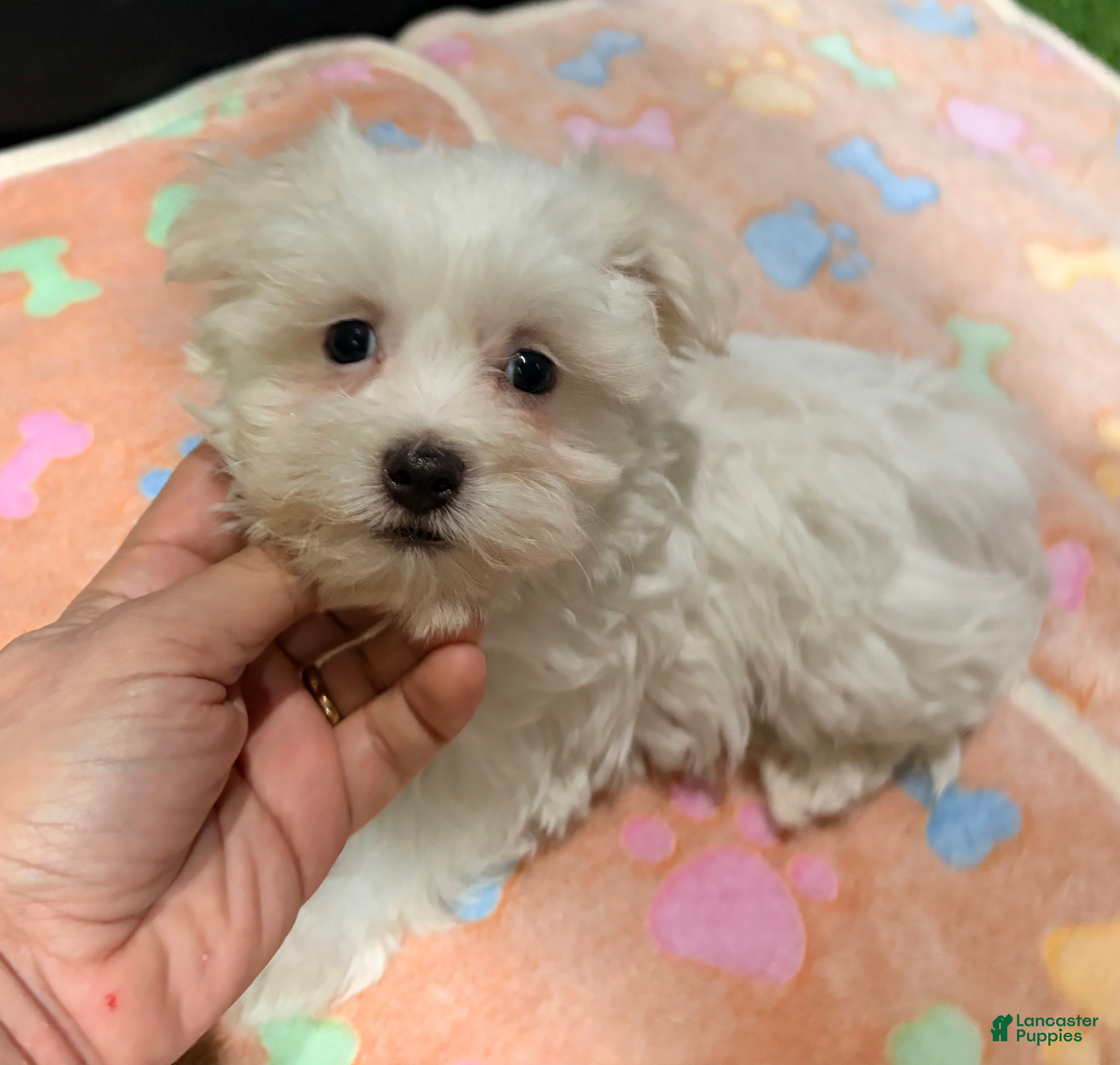 Maltese dogs Figo - Ad 23