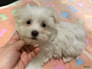 Maltese dogs Figo - Ad 23