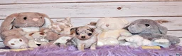 Chihuahua dogs for sale: Demi - Ad 4