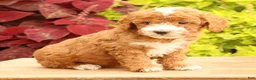 Miniature Poodle dogs for sale: Tessa - Ad 5
