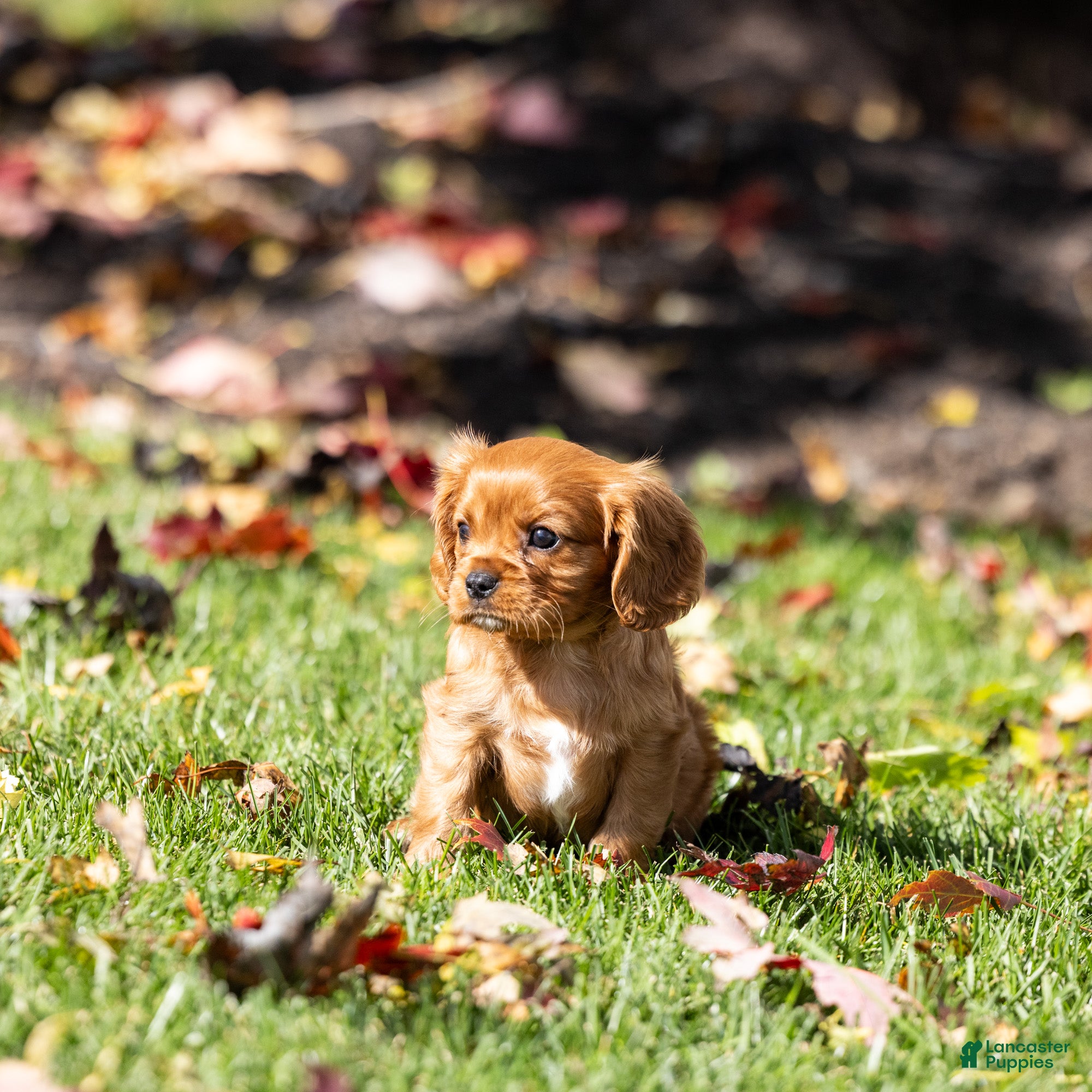 Cavalier King Charles Spaniel dogs Acorn - Ad 1
