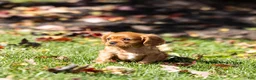 Cavalier King Charles Spaniel dogs for sale: Acorn - Ad 1